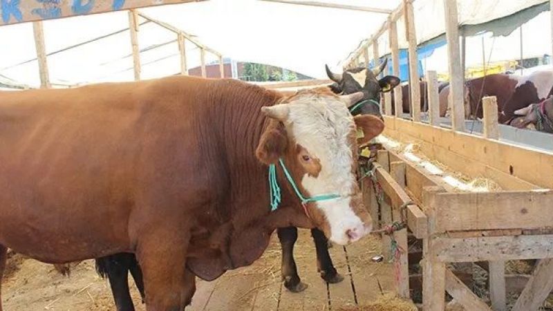 Milyonlarca Emeklinin Gözü Kurban Bayramı İkramiyesinde! Kurban Bayramı Emekli İkramiyeleri Artacak Mı? İşte Detaylar... 2