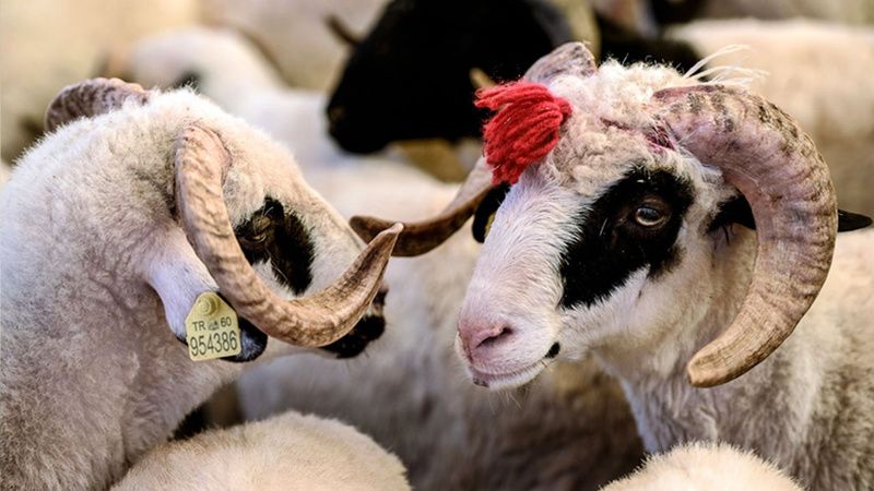 Kurban Bayramı Devlet Desteği Başlıyor! Resmi Açıklamalar Geldi! Sosyal Yardım Anında Hesaplara Aktarılacak 4