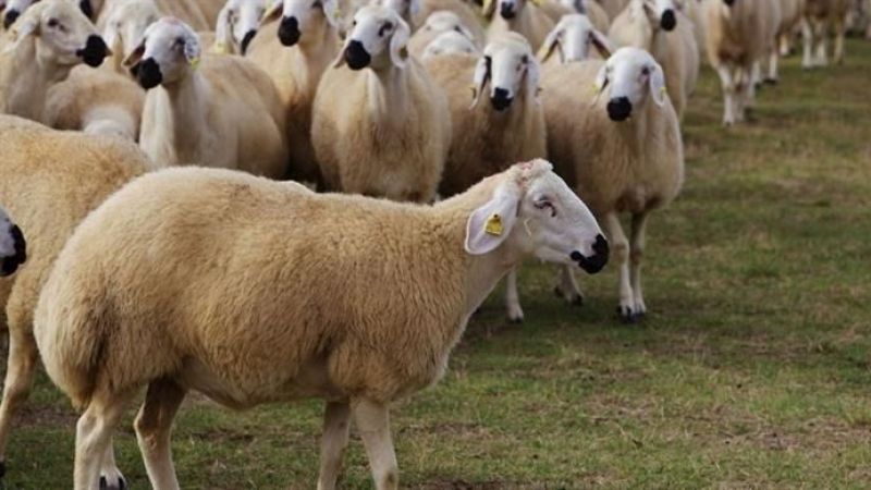 Üç Farklı Şehirde Şap Virüsü Ortaya Çıktı! Bakanlık Hayvan Satışını Durdurdu! 3