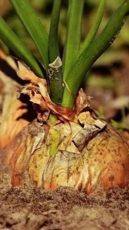 Bu Gıdalar Buzdolabında Zehirli Maddeye Dönüşebilir! Kesildikten Sonra Dolaba Konulmaması Gereken Patates, Turp, Limon… 3