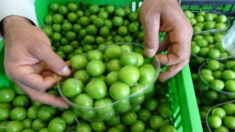 Gaziantep Dahil Eriğin Fiyatı Gram Altın İle Yarışıyor! Eriğin Kilogram Fiyatı Vatandaşları Şok Etti! 3