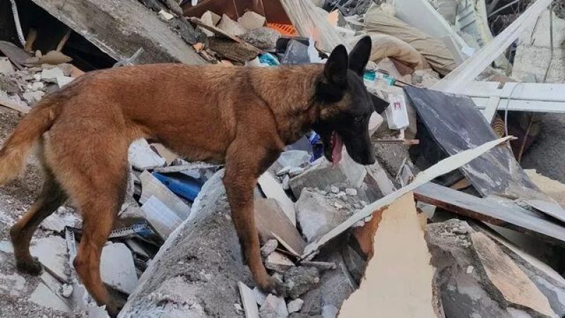 Depremzededen Duygulandıran Hareket: Kendisini Depremden Kurtaran K-9 Köpeğini Ölene Kadar Vücudunda Taşıyacak! 2