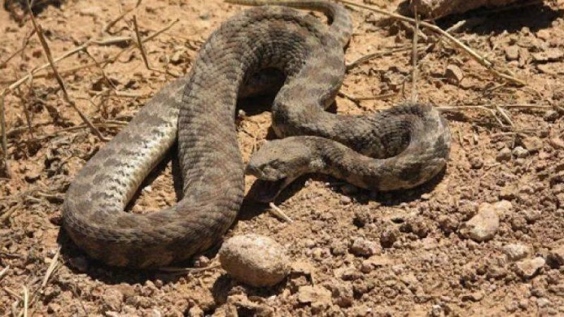 Gaziantep’teki Vatandaşlar İçin Uyarı Yapıldı! Yaz Aylarında Ortaya Çıkan Engerek Yılanın Tek Bir Isırığı Bile Ölüme Neden Oluyor! 2