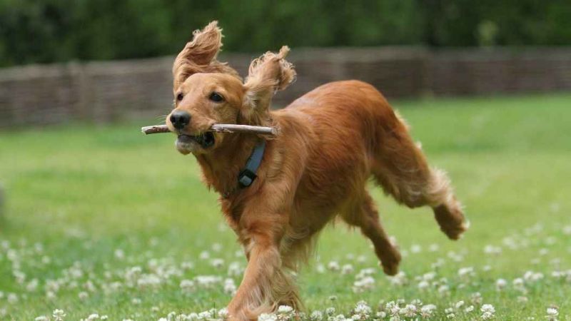 Rüyada Köpekten Korkmak Ne Anlama Gelir, Neye İşarettir? Anlamı, Yorumu 2