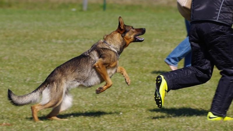 Rüyada Köpekten Korkmak Ne Anlama Gelir, Neye İşarettir? Anlamı, Yorumu 1