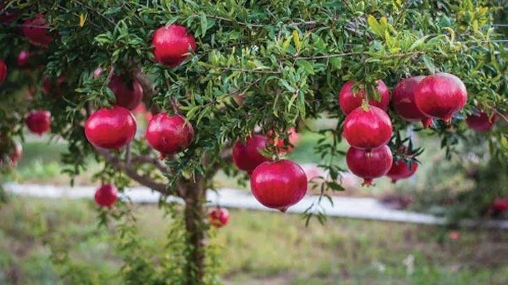 Rüyada Nar Ağacı Görmek Ne Anlama Gelir, Neye İşarettir? Anlamı, Yorumu 1