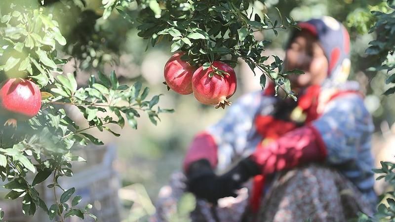 Rüyada Nar Ağacı Görmek Ne Anlama Gelir, Neye İşarettir? Anlamı, Yorumu 2