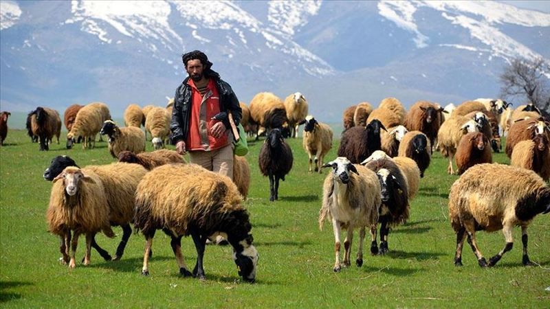 Köyüne dönüp hayvancılık yapmak isteyenlere müjde! Beklediğiniz destek açıklandı: Çiftçilik yapmak isteyenlere kredi desteği! 1