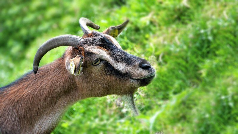 Rüyada Oğlak Görmek Ne Anlama Gelir, Neye İşarettir? Anlamı, Yorumu 3