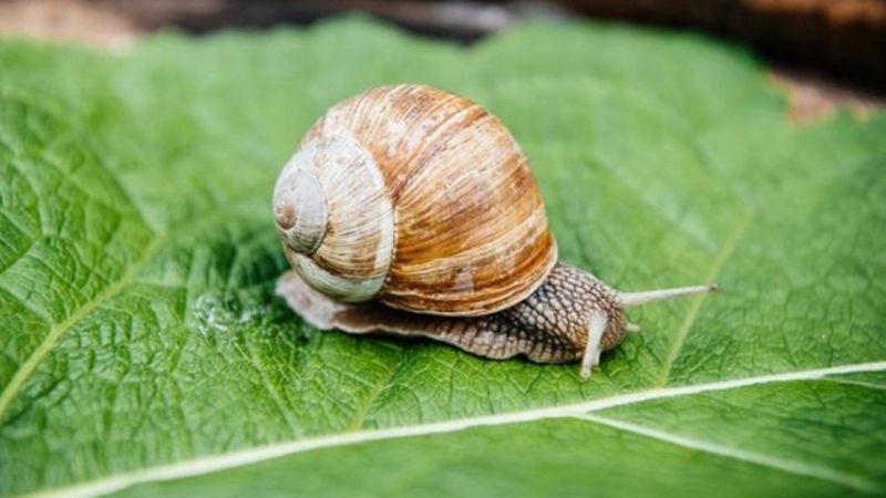 Rüyada Sümüklü Böcek Görmek Ne Anlama Gelir, Neye İşarettir? Anlamı, Yorumu 2