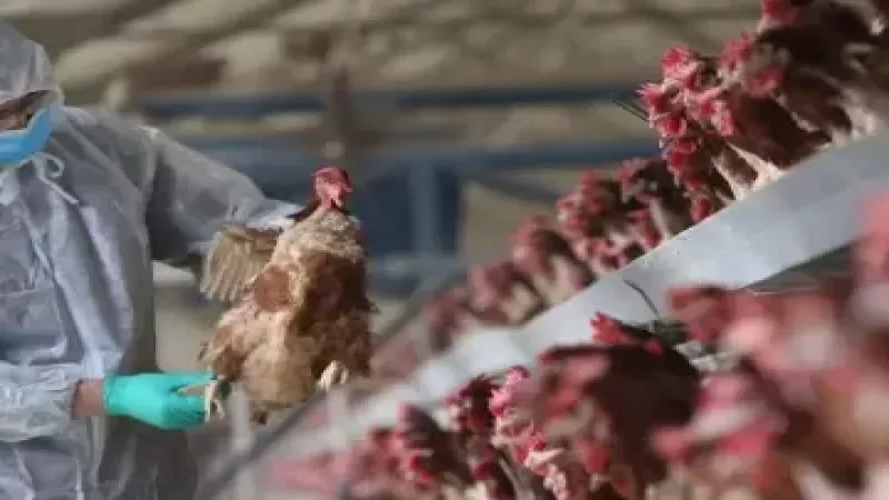 Kuş Gribi Salgınından Mutasyon Haberi! 53 Yaşındaki Adam Gözlem Altında! Virüs Ölümcül Bir Hale Mi Geldi? 2