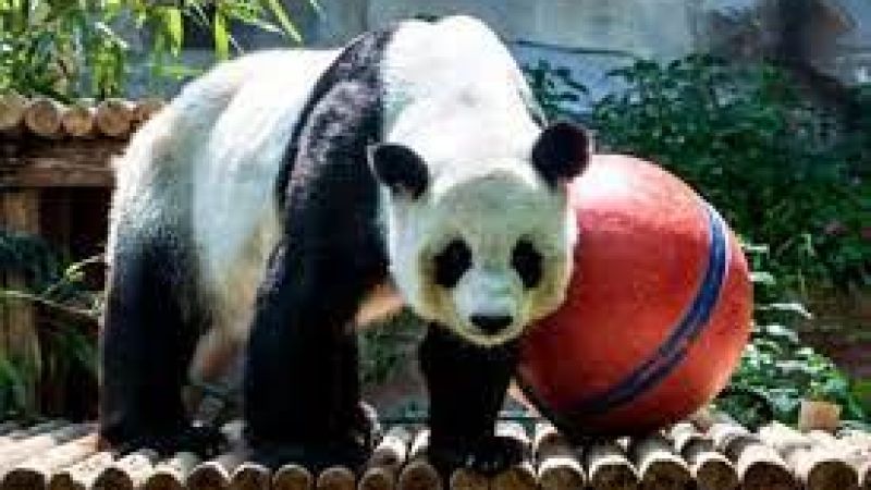 Meşhur Panda Lin Hui Yaşamını Yitirdi! Dev Panda 21 Yaşında Ani Gelişen Sağlık Sorunları Sebebi İle Sevenlerini Üzdü! 1