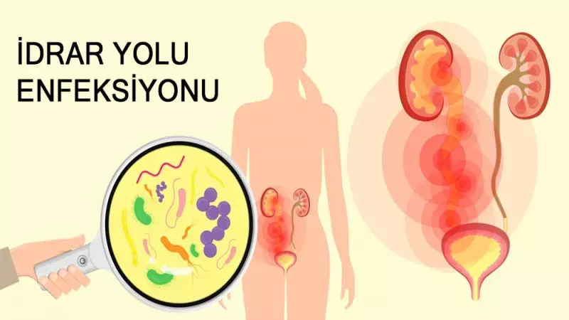 İdrar Yolu Enfeksiyonu İçin Bilimsel Kanıtlı Çözüm! Kızılcık Meyvesine Dair Çalışmalar! 2