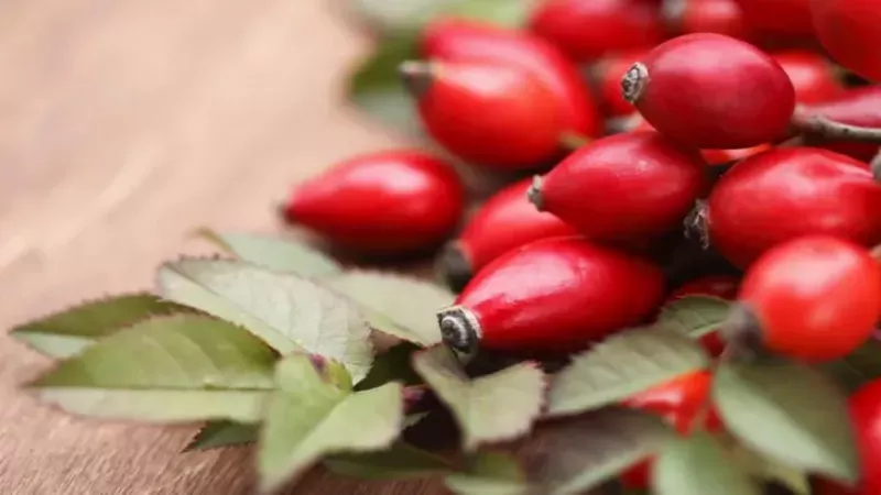 Limondan Daha Fazla C Vitamini Bulunduruyor! Kuşburnu’nun Birçok Hastalık İçin Etkisi Var! 4