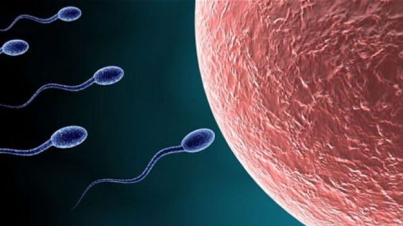 Sperm Bağışı Yapan Adam, Yüzlerce Çocuğun Babası Çıktı: Yasak ve Ceza Geldi! 3