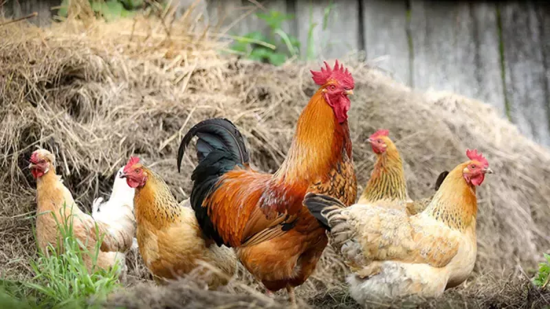 Rüyada Tavuk Kesmek Ne Anlama Gelir, Neye İşarettir? Anlamı, Yorumu 2