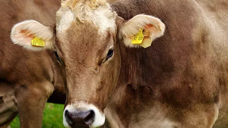 Rüyada Tosun Görmek Ne Anlama Gelir, Neye İşarettir? Anlamı, Yorumu 2