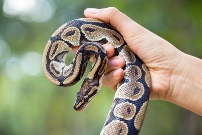 Rüyada Yılanın Kaçtığını Görmek Ne Anlama Gelir, Neye İşarettir? Anlamı, Yorumu 2