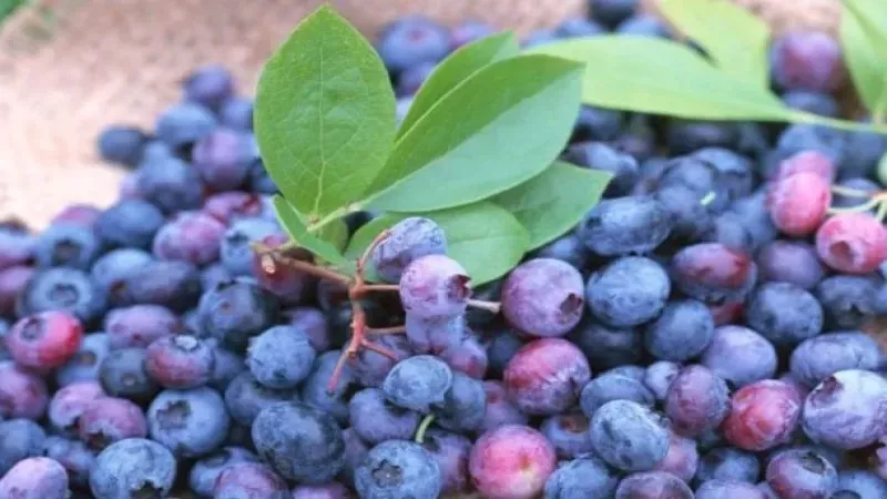 Acai Meyvesi Kanserli Hücreyi Ortadan Kaldırıyor! Artan Kanser Hastalıklarına Karşı Doğru Bir Beslenme Benimseyin! 1