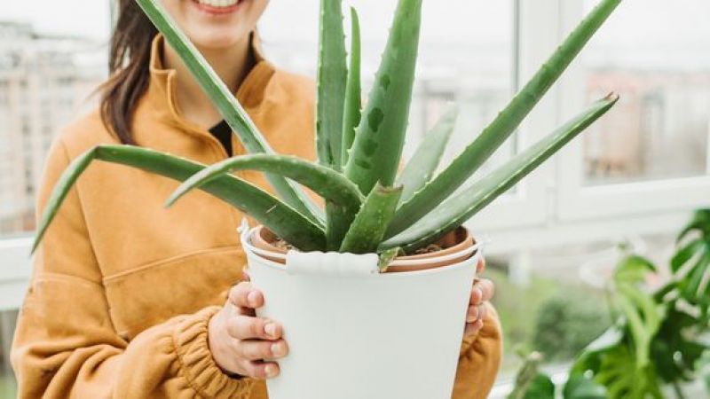 Doğanın sihirli iksiri aloe vera, cilt problemlerinden saç sorunlarına kadar her derde deva! 1