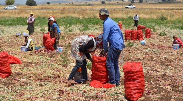 Cep Yakan Soğanın Fiyatında Düşüş! Soğanın Fiyatı Ürün Bolluğu Nedeniyle 4 Liraya Kadar Düştü! Gaziantep'te SOĞAN FİYATLARI ÇOK KONUŞULMUŞTU! 1