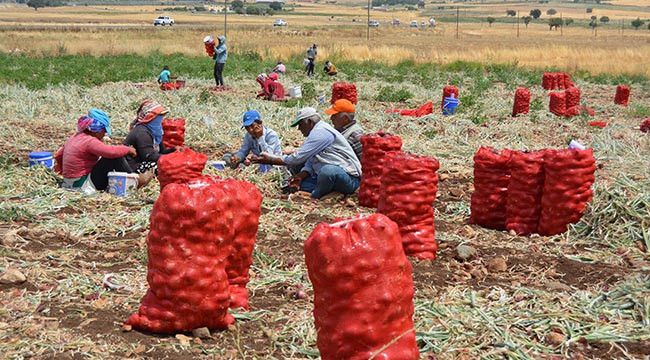 Cep Yakan Soğanın Fiyatında Düşüş! Soğanın Fiyatı Ürün Bolluğu Nedeniyle 4 Liraya Kadar Düştü! Gaziantep'te SOĞAN FİYATLARI ÇOK KONUŞULMUŞTU! 2