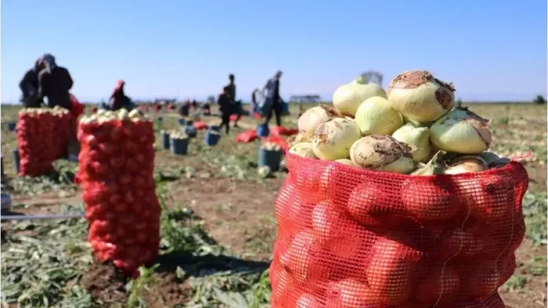 Cep Yakan Soğanın Fiyatında Düşüş! Soğanın Fiyatı Ürün Bolluğu Nedeniyle 4 Liraya Kadar Düştü! Gaziantep'te SOĞAN FİYATLARI ÇOK KONUŞULMUŞTU! 3