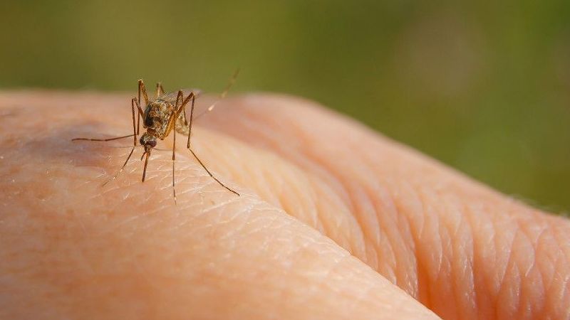 Sivrisinekler sizi daha çok mu ısırıyor? Sivrisineklerin sizi cazip bulmasının altındaki sebepler! 2