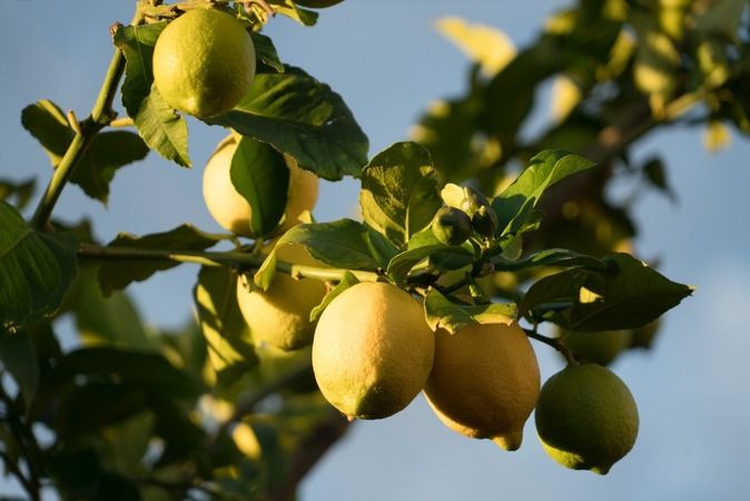 Taze limonları tam 1 yıl boyunca bu teknikle saklamak mümkünmüş! Küflenmiyorlar 2