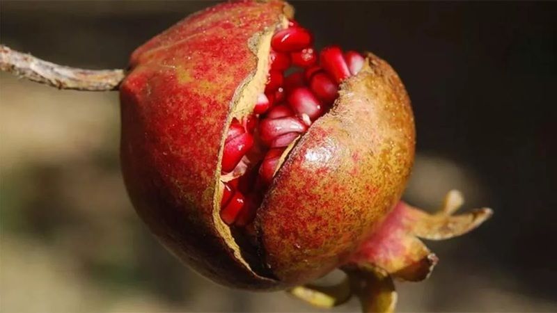 Vücutta birikmiş olan iltihabın kurumasında rol sahibi! Nar’ın faydaları! 3