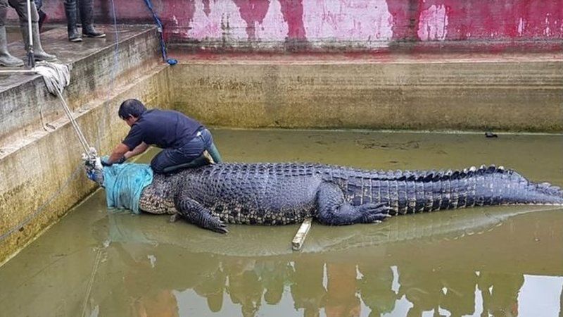 Kamboçya'da timsah çiftliği sahibini timsahlar yedi! 3