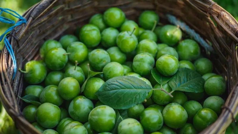 Yaz mevsiminin habercisi yeşil erikte bulunan vitaminler! Sindirim sistemi sorunlarını ortadan kaldırıyor! 2