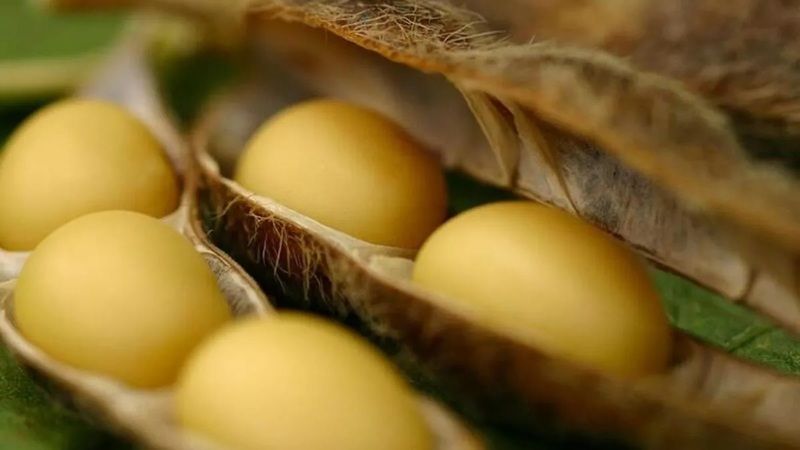 Diyabete ve tehlikeli hastalıklara karşı koruma sağlıyor! İçinde yüksek oranda D vitamini bulunduran soya fasulyesinin yararları! 1