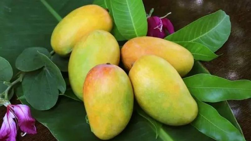 Doğal maske arayışında olanlara mango tavsiyesi! Mango maskesi ile cildinize canlılık katın! 2