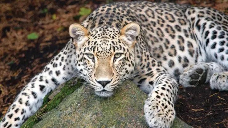 Nesli tükenmekte olan Anadolu leoparı fokokapana yeniden yakalandı! ‘Efsane tüm heybeti ile tekrardan görüntülendi’ notuyla fotoğraflar paylaşıldı! 1