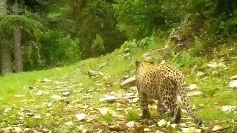 Nesli tükenmekte olan Anadolu leoparı fokokapana yeniden yakalandı! ‘Efsane tüm heybeti ile tekrardan görüntülendi’ notuyla fotoğraflar paylaşıldı! 3