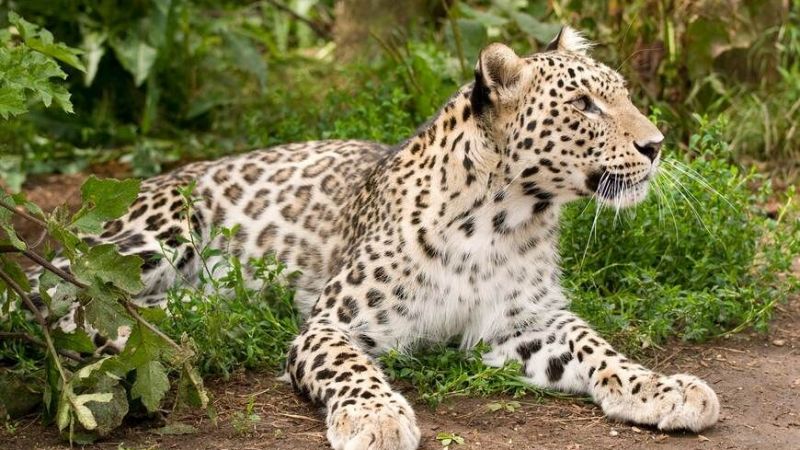 Nesli tükenmekte olan Anadolu leoparı fokokapana yeniden yakalandı! ‘Efsane tüm heybeti ile tekrardan görüntülendi’ notuyla fotoğraflar paylaşıldı! 4