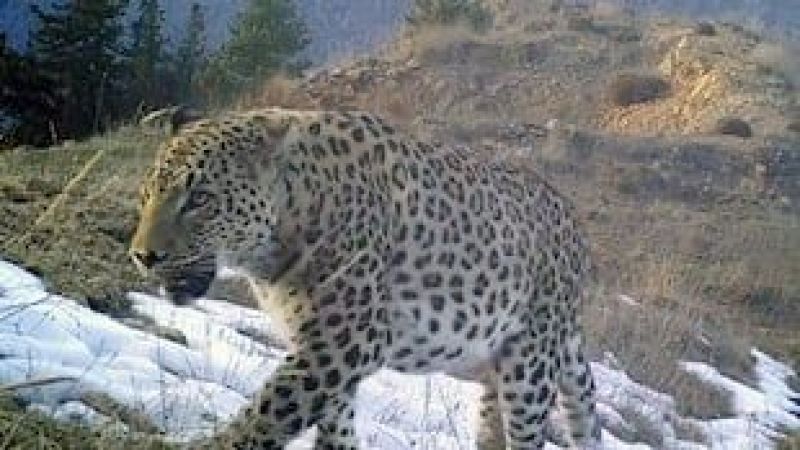 Nesli tükenmekte olan Anadolu leoparı fokokapana yeniden yakalandı! ‘Efsane tüm heybeti ile tekrardan görüntülendi’ notuyla fotoğraflar paylaşıldı! 2