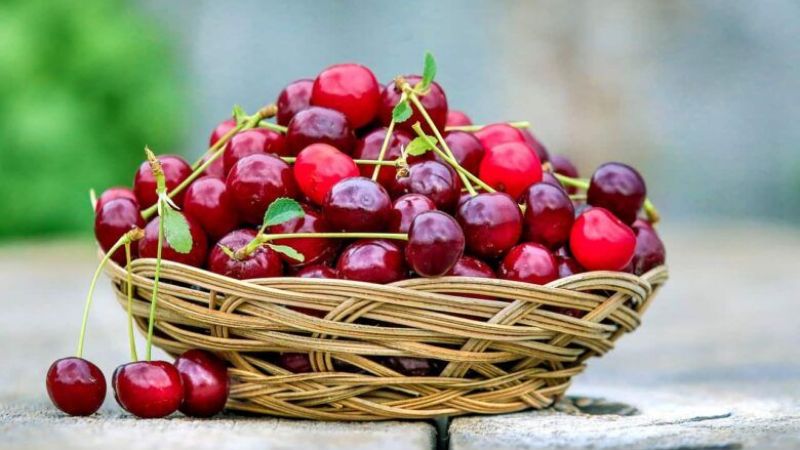 Kiraz saplarını çöpe atmaktan vazgeçin! Kirazın kendisi gibi sapı da şifa kaynağı! 3