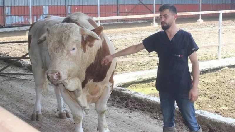 ‘Kral’ ismi verilen boğanın fiyatı adeta 2. el otomobille yarışıyor! Boğanın 1 ton 400 kilo ağırlığında olduğu açıklandı! 2