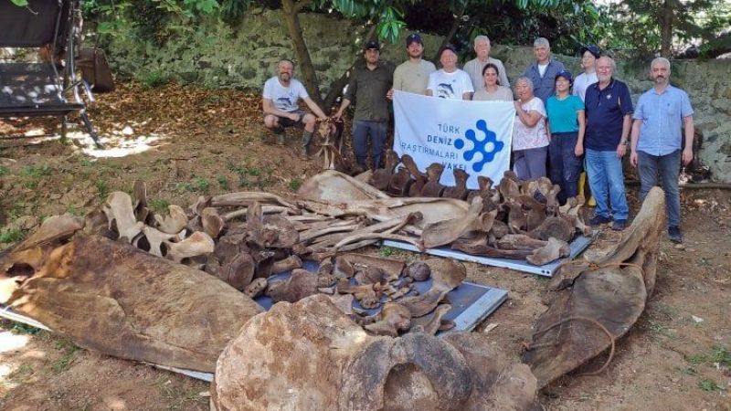 14 metre boyu olan balina gömüldükten tam 3 sene sonra çıkartıldı! Midesinde ise plastik çöpler vardı! 1