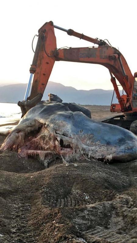 14 metre boyu olan balina gömüldükten tam 3 sene sonra çıkartıldı! Midesinde ise plastik çöpler vardı! 4