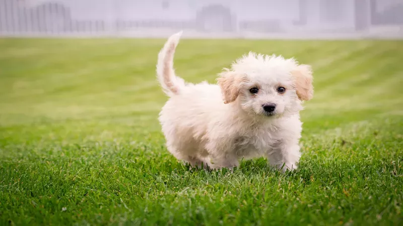 Yavru Köpekler Ne Zaman Anneden Ayrılır? 2