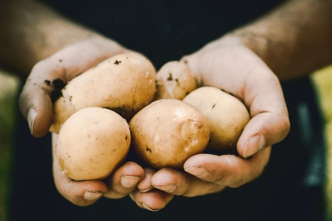 Patatesiniz böyle görünüyorsa sakın yemeyin sakın... Ölüme kadar götürebiliyor 5