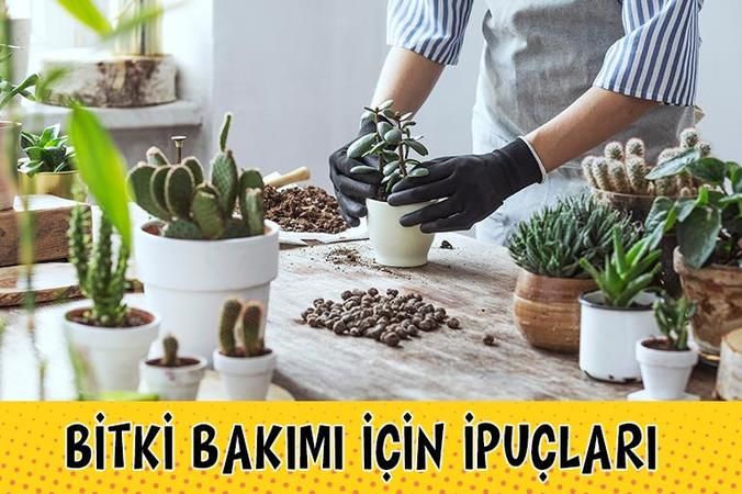 İlk Kez Evde Bitki Bakacaklar İçin Hayat Kurtaran İpuçları! Evdeki Bitkilerin Bakımı İçin Bunların Bilinmesi Şart! 3