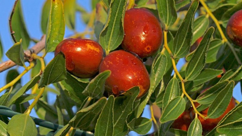 İster şurubunu yapın, ister çayını kaynatın! O meyve enfeksiyona iyi geliyor kabızlığı anında çözüyor! Her derde deva! 3