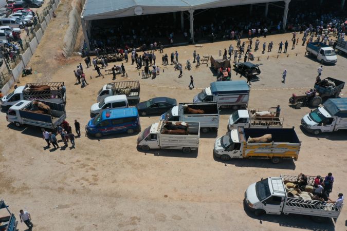 Gaziantep'te hayvan pazarında arife günü yoğunluğu yaşanıyor... Gaziantep'te Vatandaşlar Kurban Fiyatları'ndan yakınıyor 5