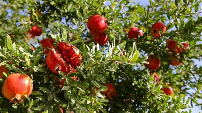 Günde sadece 1 su bardağı tüketin ve farkı görün! Eklem ağrılarını ve ciltteki kırışıklıkları gideriyor! 3