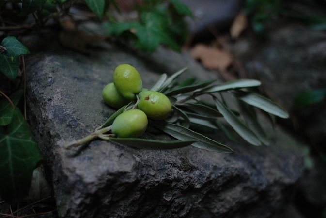 Zeytinin bozulması ve küflenmesi bu teknikle son bulacak! İşte 1 yıl bozulmadan zeytin saklama yöntemi 1