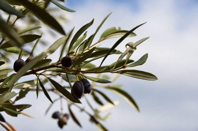 Zeytinin bozulması ve küflenmesi bu teknikle son bulacak! İşte 1 yıl bozulmadan zeytin saklama yöntemi 2